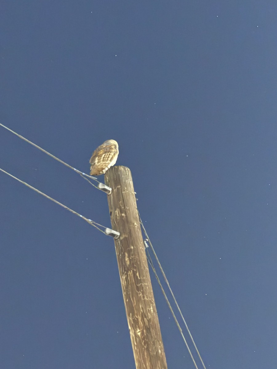 Lechuza Común Americana (América) - ML644685745