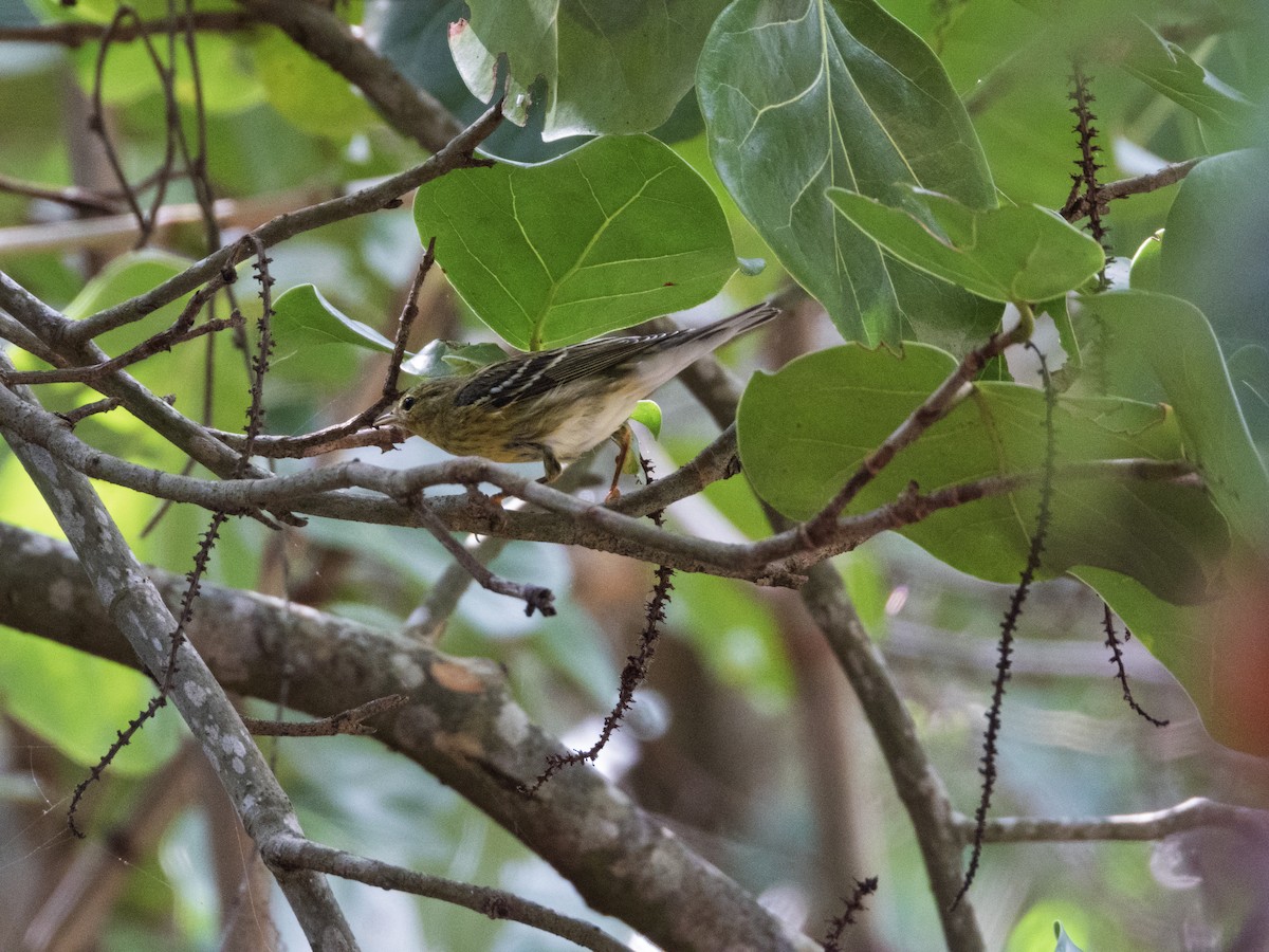 Reinita Estriada - ML644685746