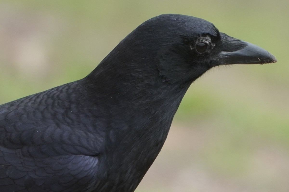 Cuervo Americano - ML644685747