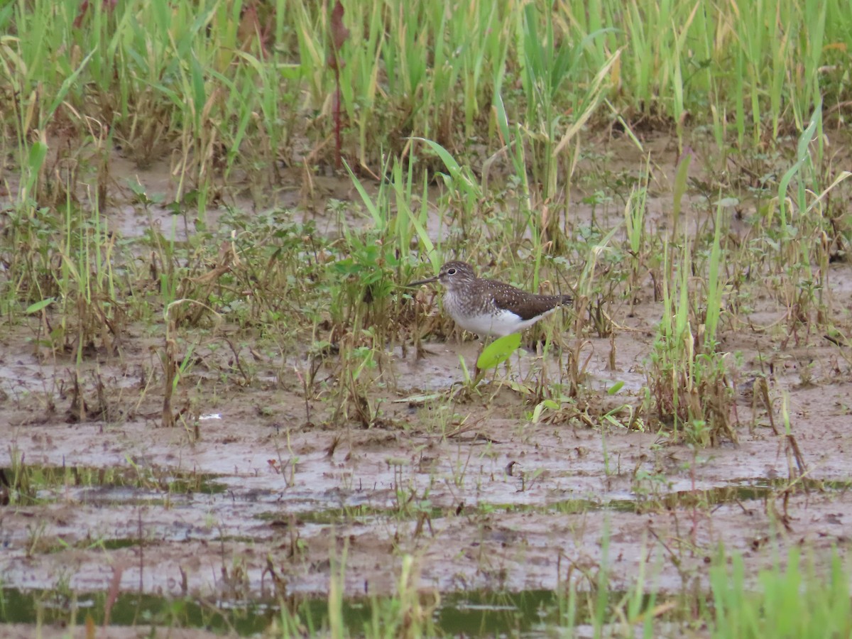 Andarríos Solitario - ML644685749