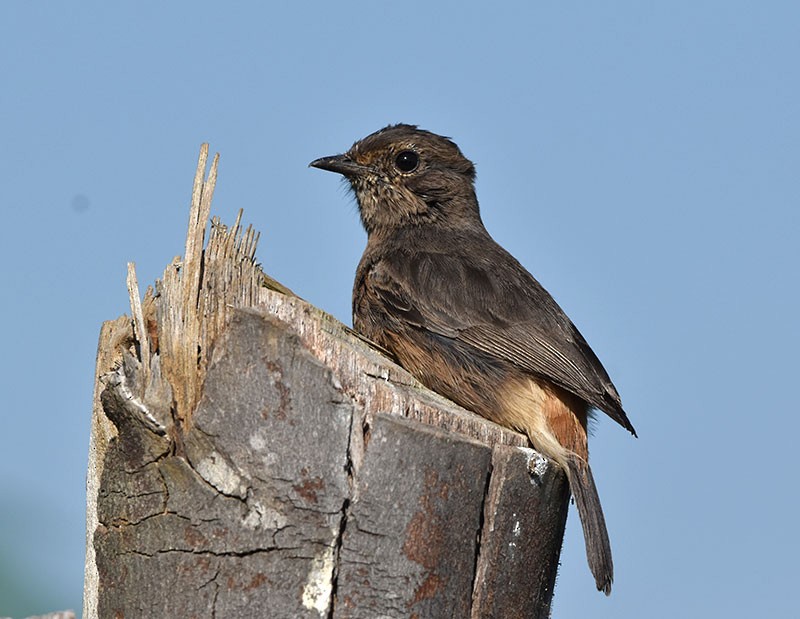 Tarabilla Pía - ML644685750