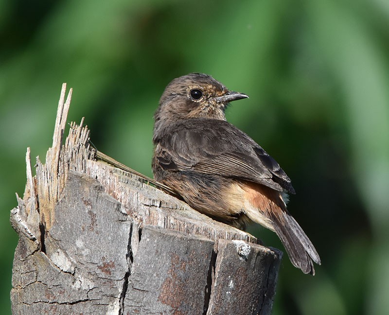 Tarabilla Pía - ML644685751