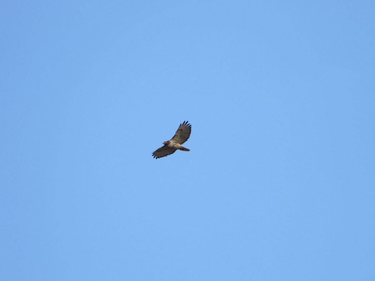 Busardo Colirrojo - ML644685752