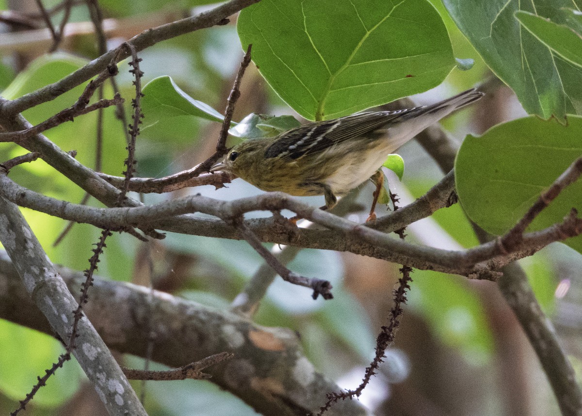 Reinita Estriada - ML644685753