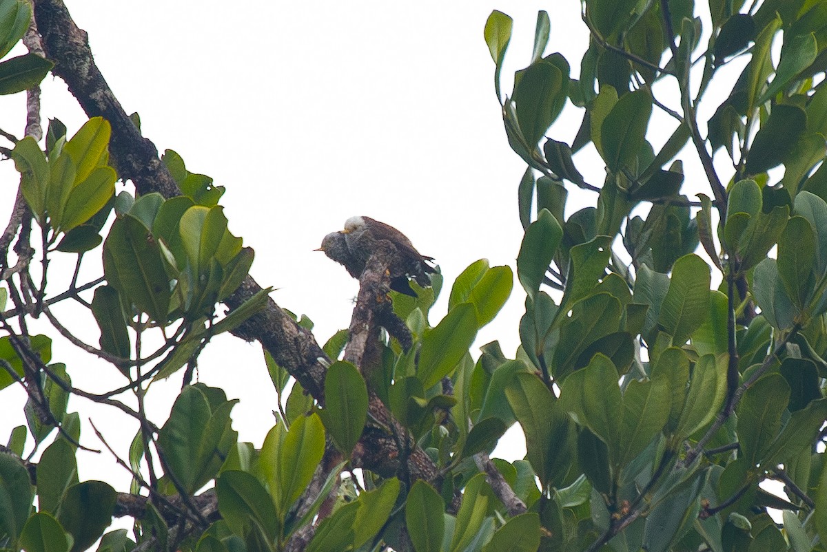 Neosita Papú - ML644685755