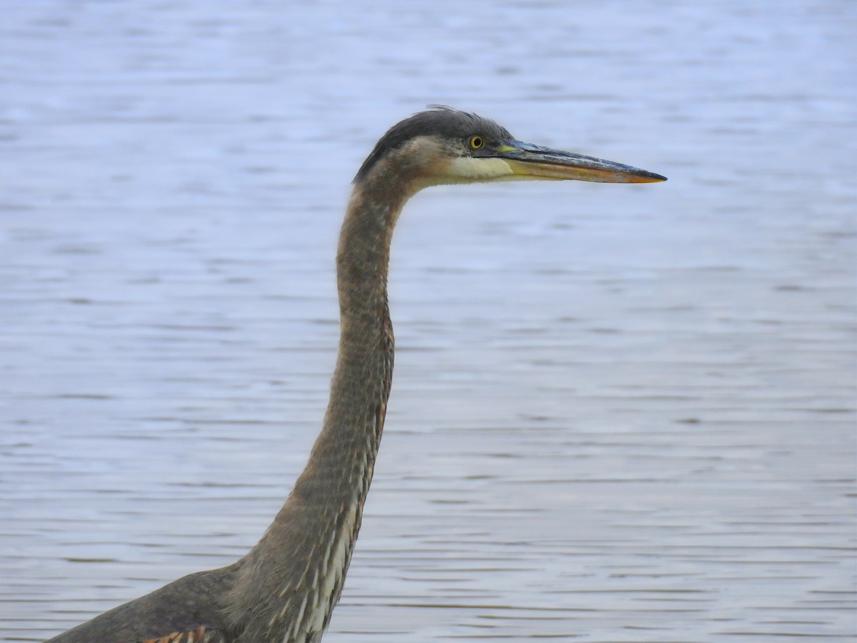 Garza Azulada - ML644685757