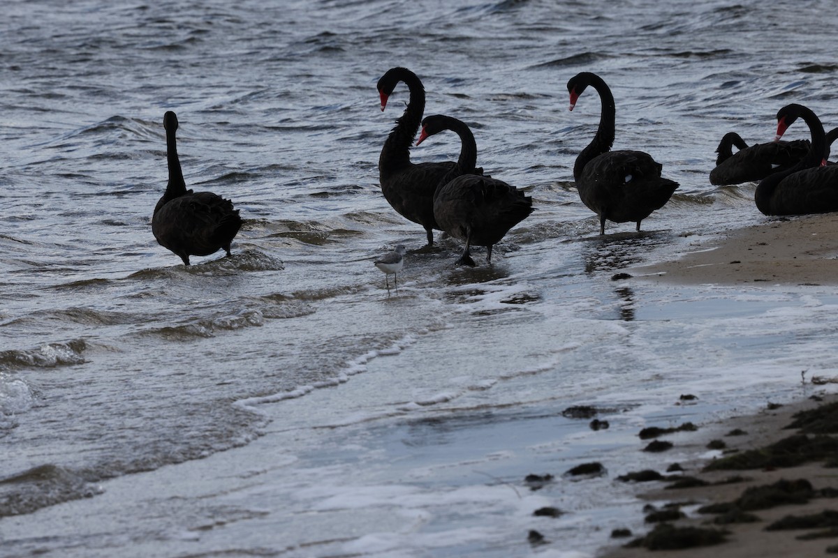 Cisne Negro - ML644685758