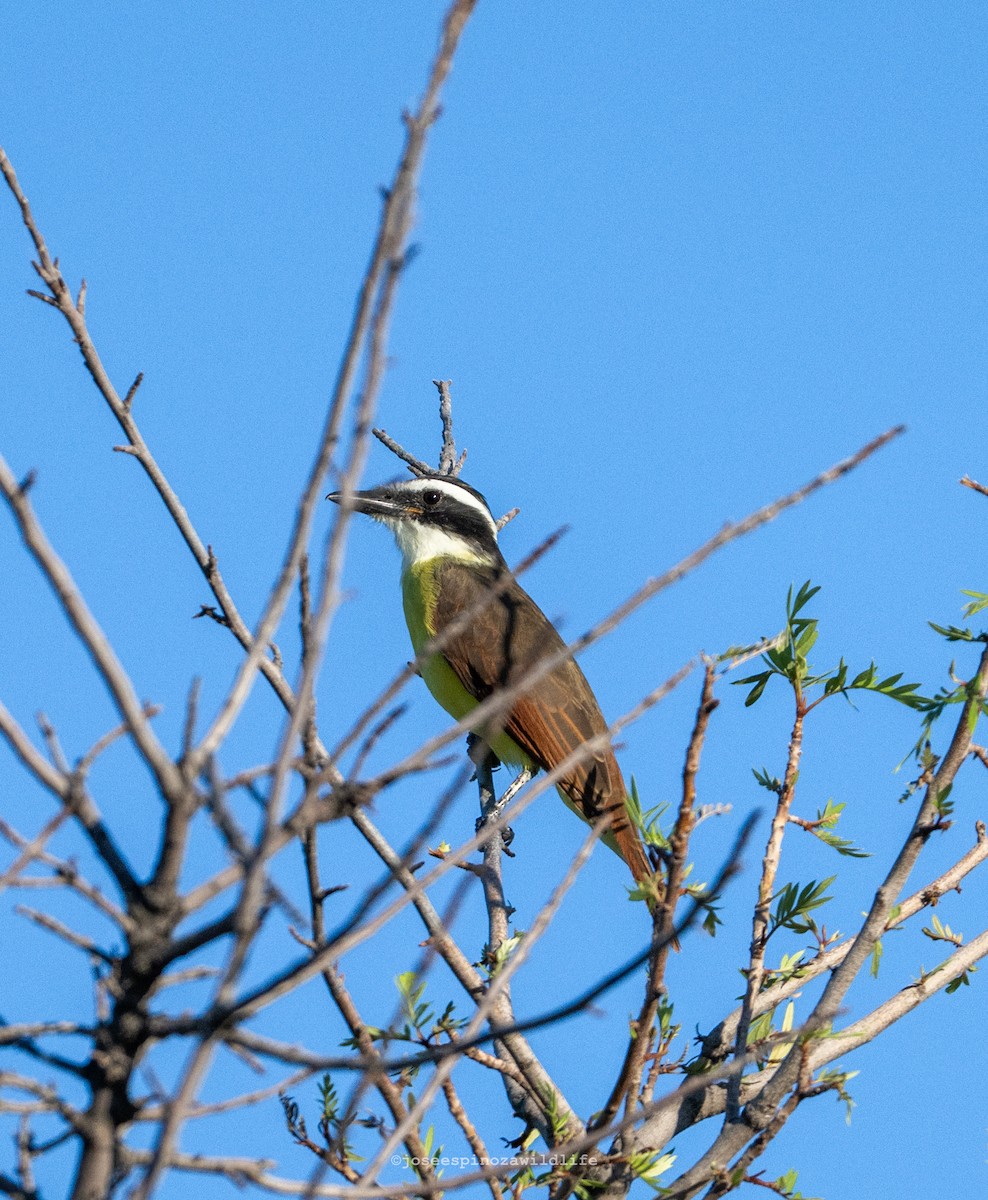 Bienteveo Común - ML644685760