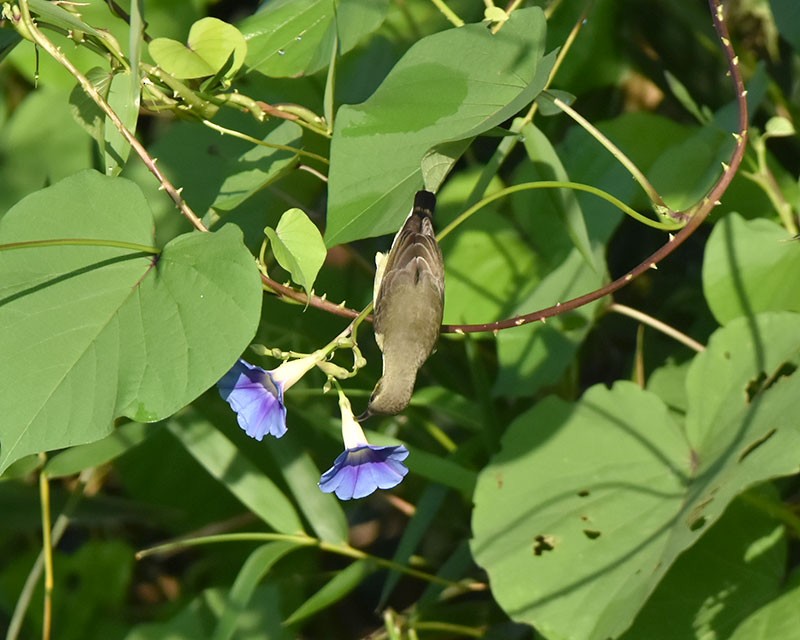 Suimanga Asiático - ML644685762