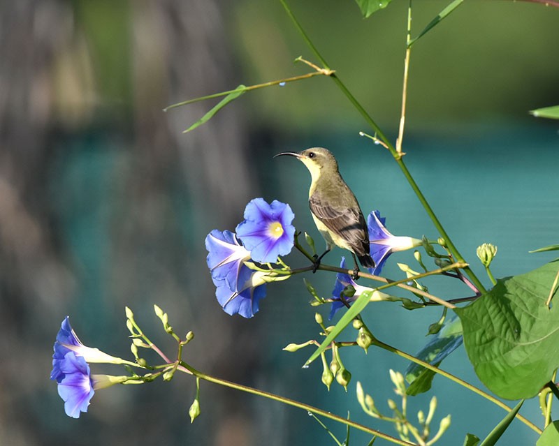 Suimanga Asiático - ML644685763