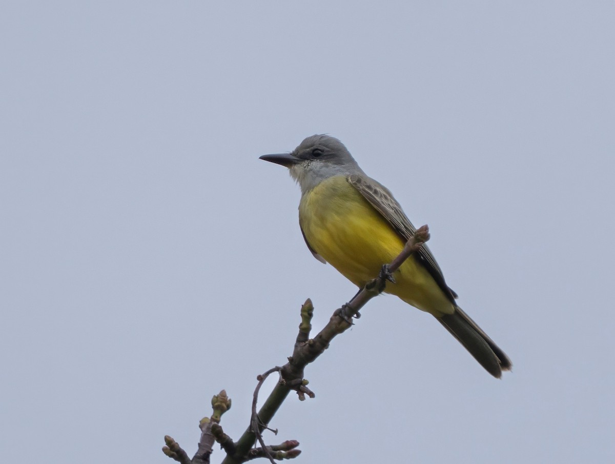 Tropical Kingbird - ML644685767