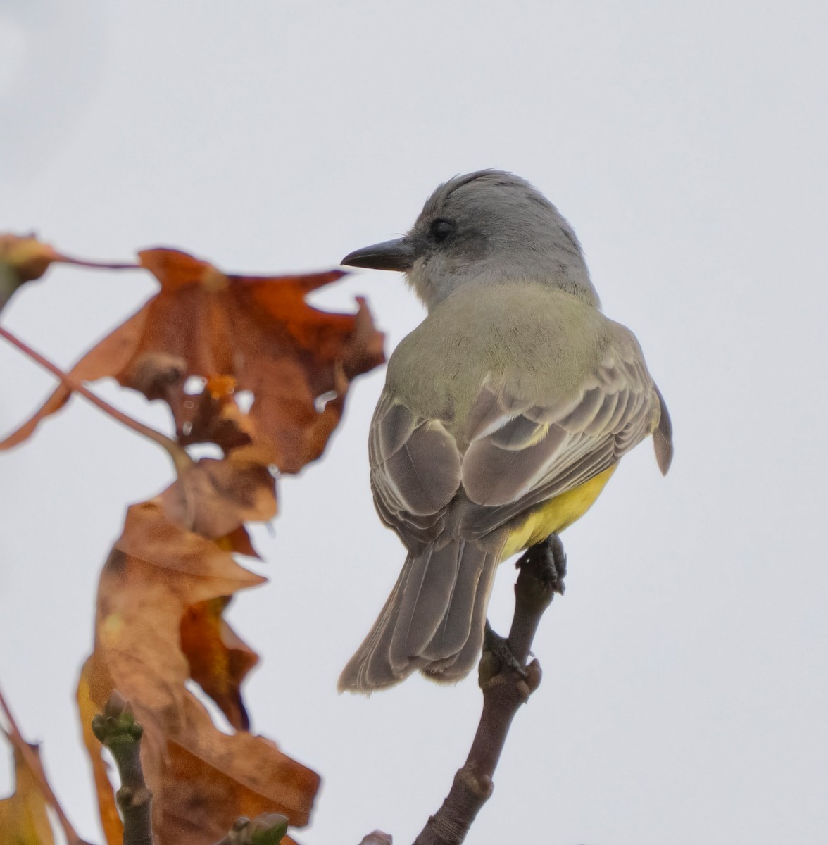 Tropical Kingbird - ML644685768
