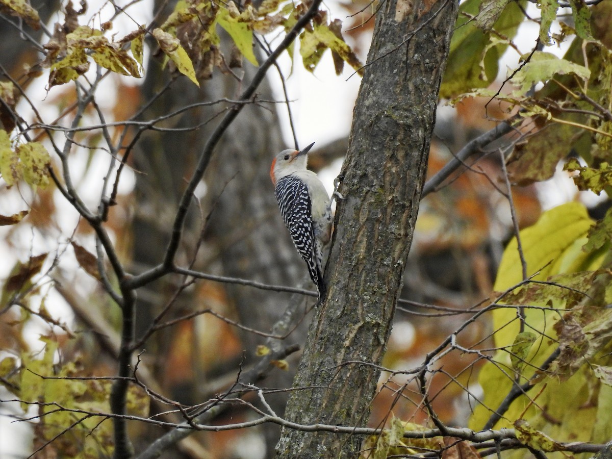 Red-bellied Woodpecker - ML644685769