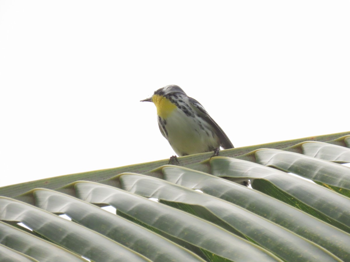 Yellow-throated Warbler - ML644685770