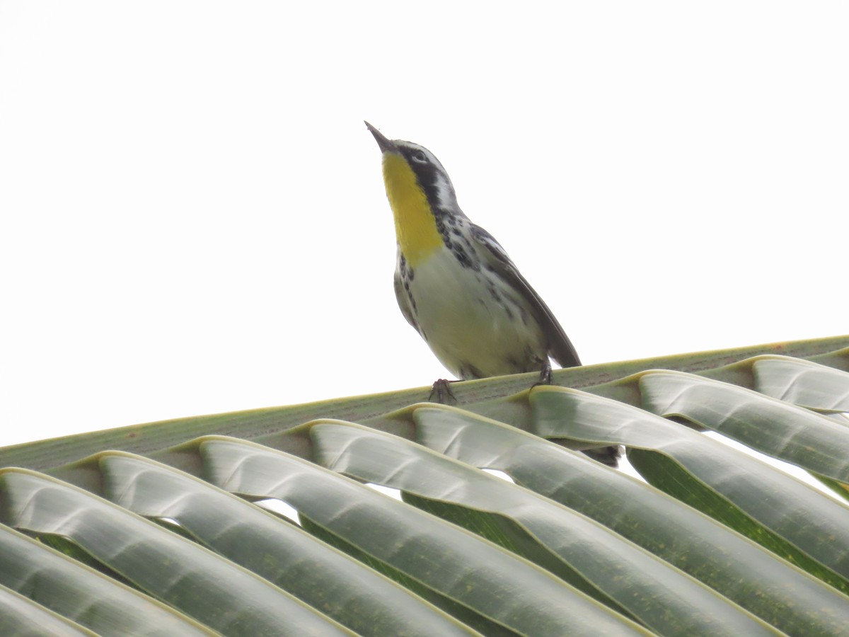 Yellow-throated Warbler - ML644685771