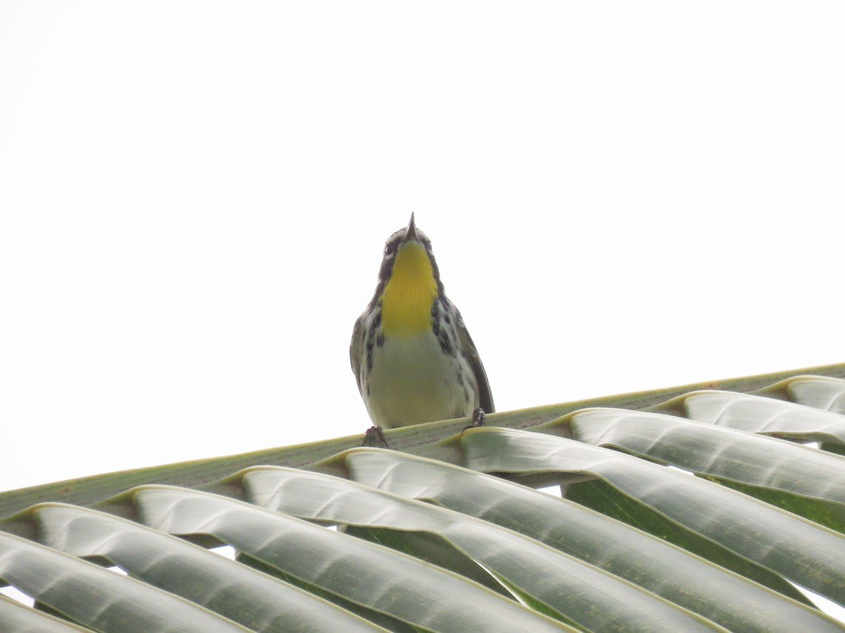 Yellow-throated Warbler - ML644685772
