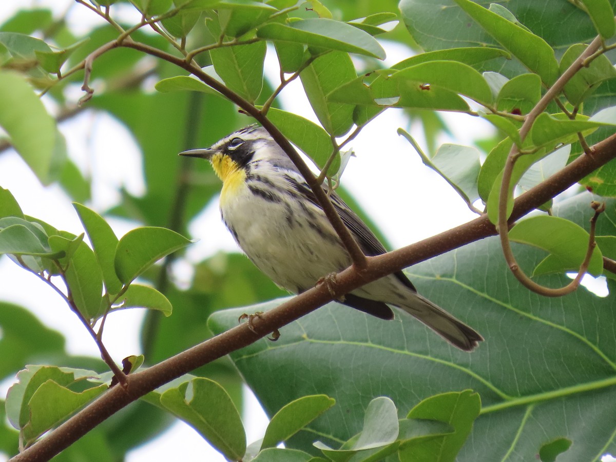 Yellow-throated Warbler - ML644685774
