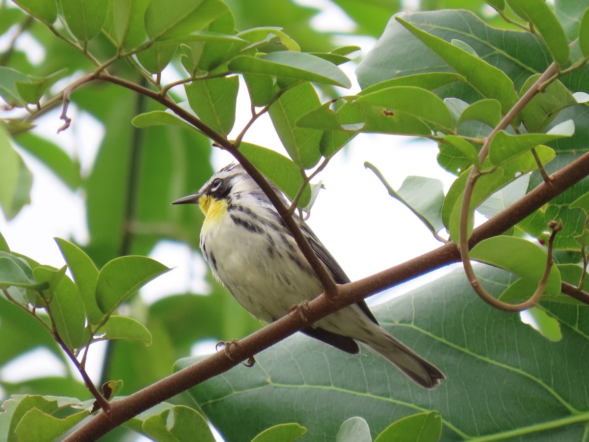 Yellow-throated Warbler - ML644685775