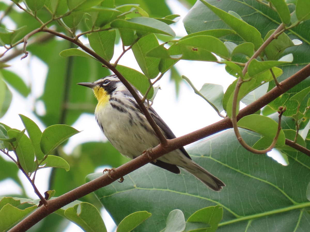 Yellow-throated Warbler - ML644685776