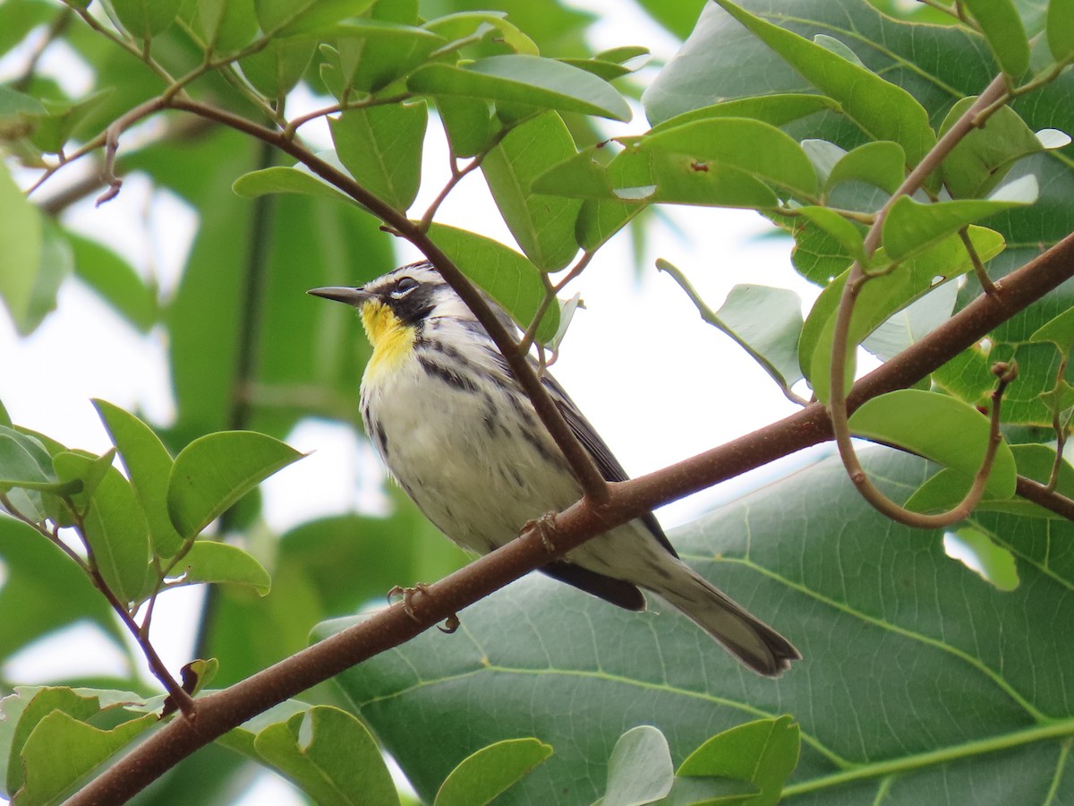 Yellow-throated Warbler - ML644685777