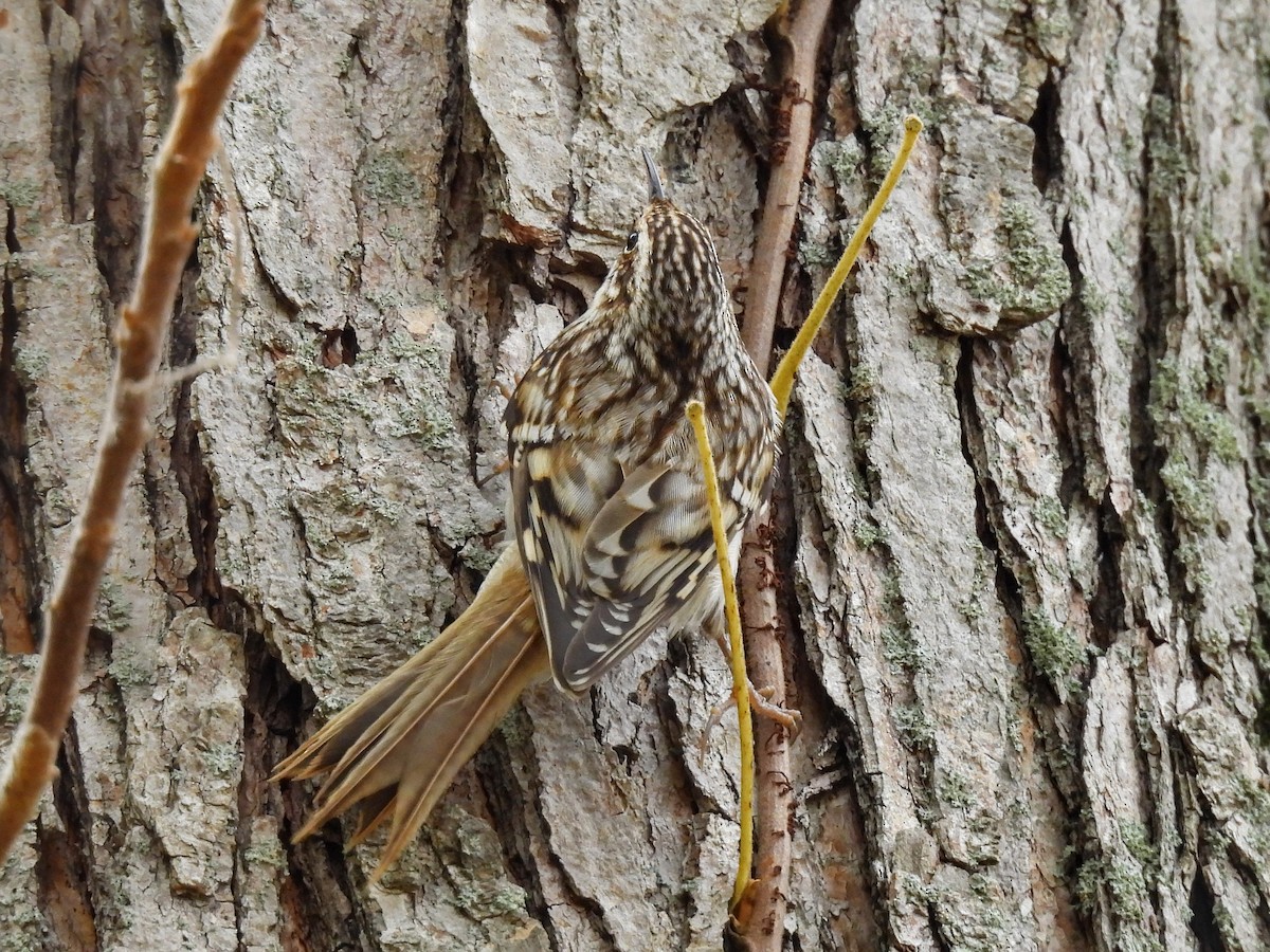 Grimpereau brun - ML644685778