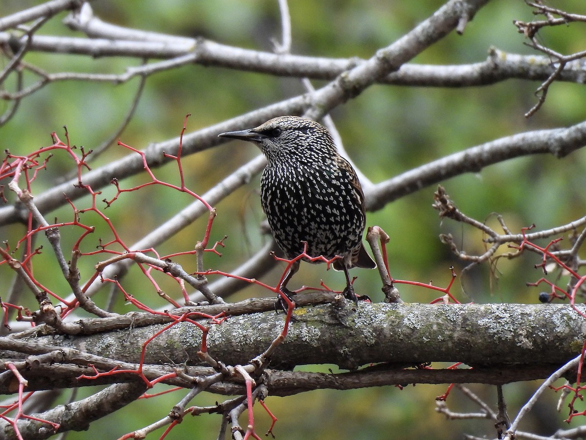 Шпак звичайний - ML644685779