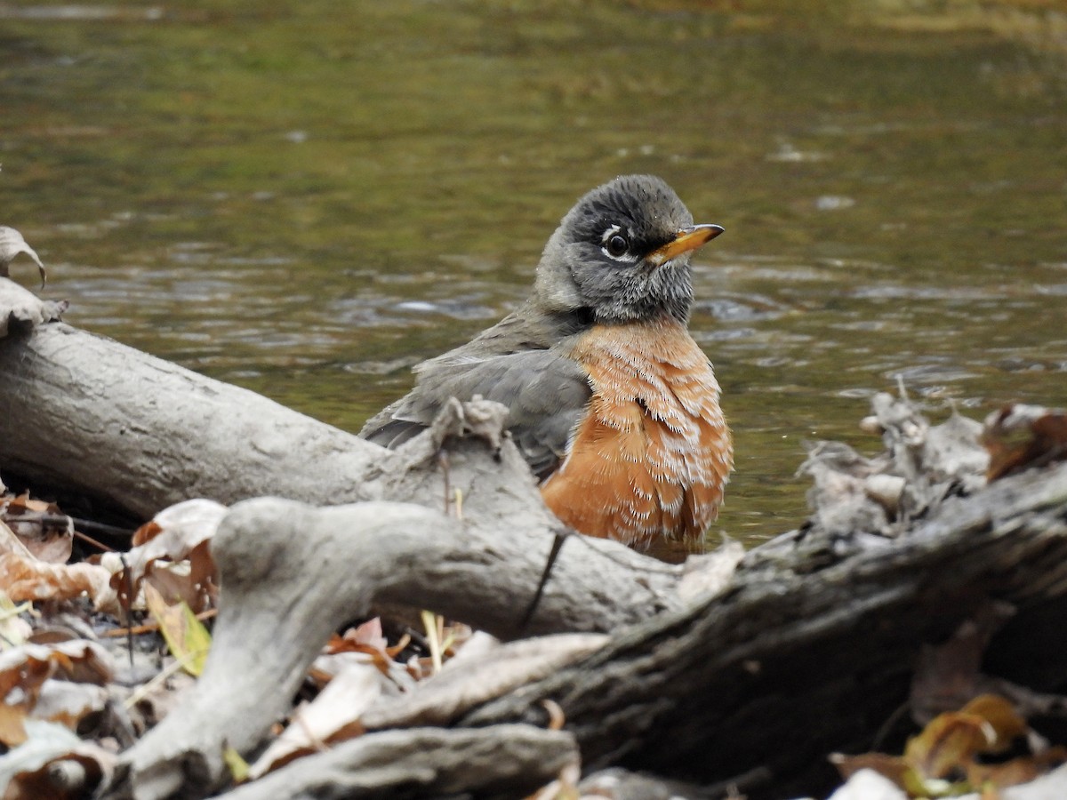 drozd stěhovavý - ML644685785