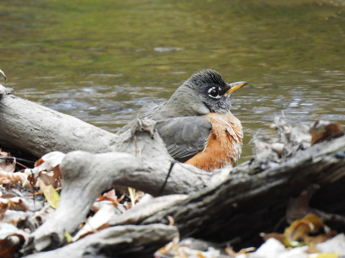 drozd stěhovavý - ML644685786