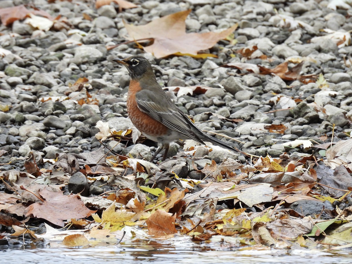 drozd stěhovavý - ML644685787