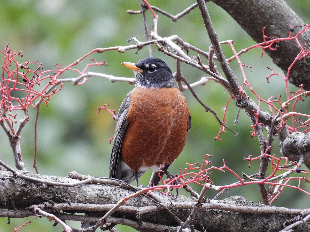 drozd stěhovavý - ML644685788