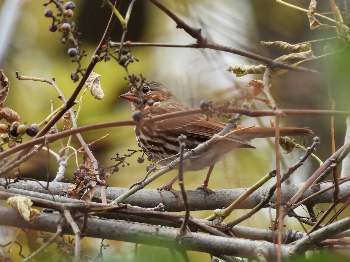 strnadec kaštanový - ML644685807