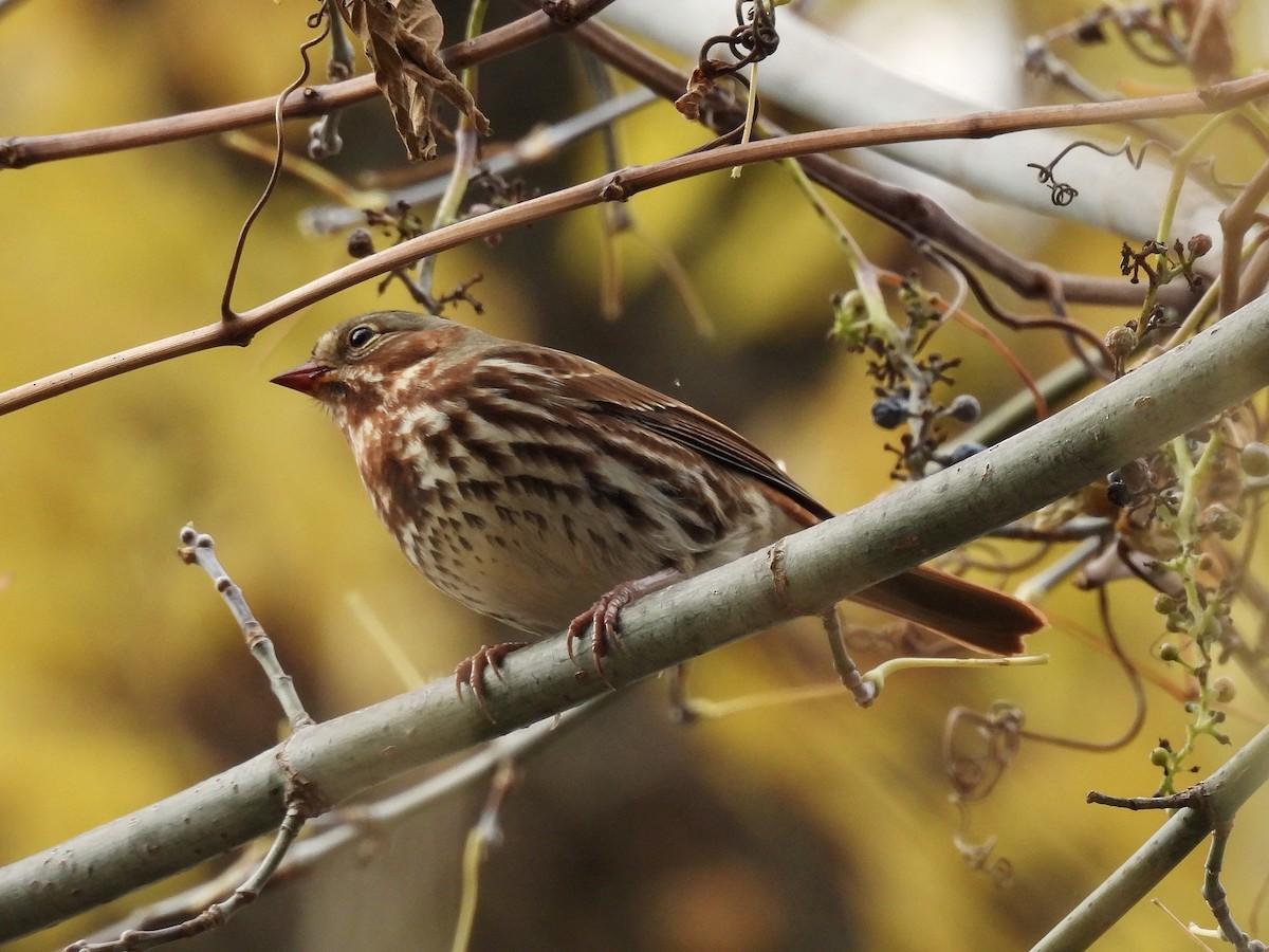 strnadec kaštanový - ML644685808