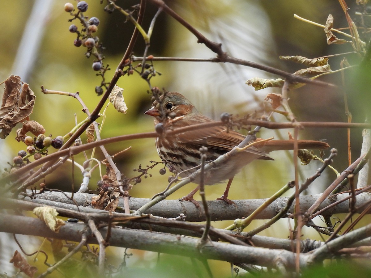 strnadec kaštanový - ML644685809