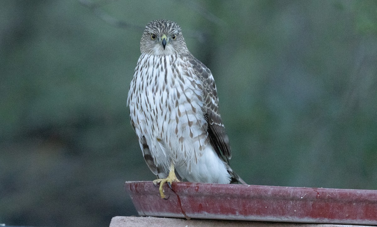 trostehauk - ML644685819