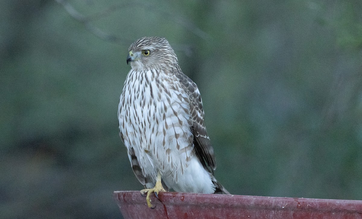 trostehauk - ML644685820