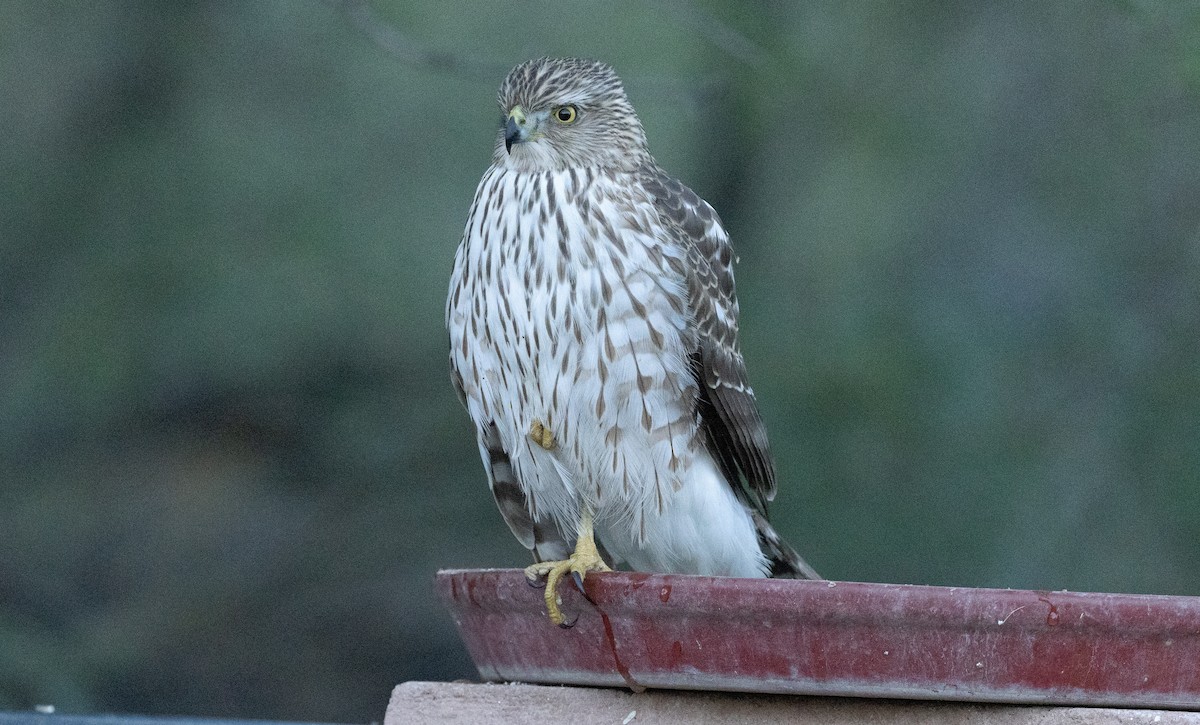 trostehauk - ML644685822