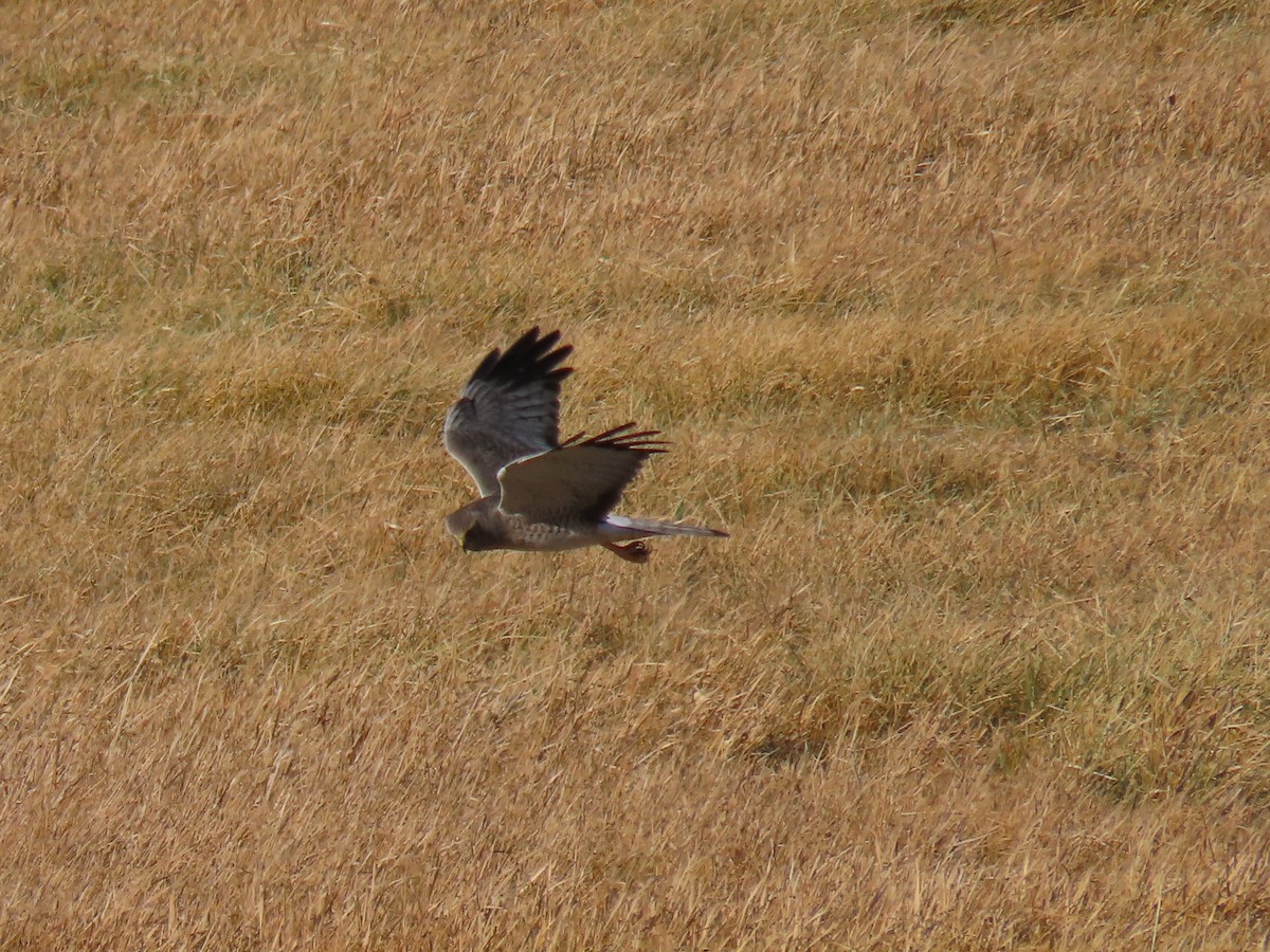 moták severoamerický - ML644685823