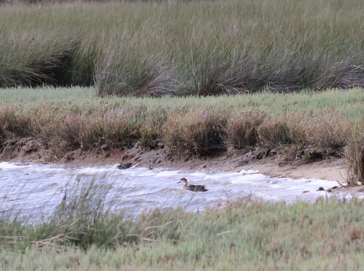 Gray Teal - ML644685825