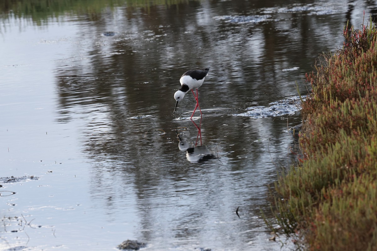 Австралийский ходулочник - ML644685831