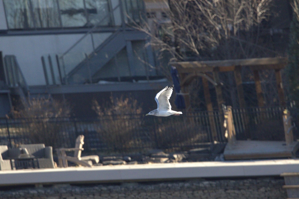 American Herring Gull - ML644685832