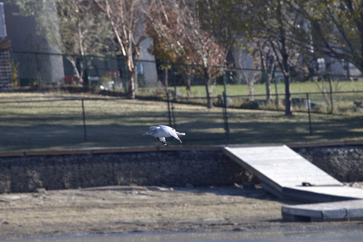 American Herring Gull - ML644685833