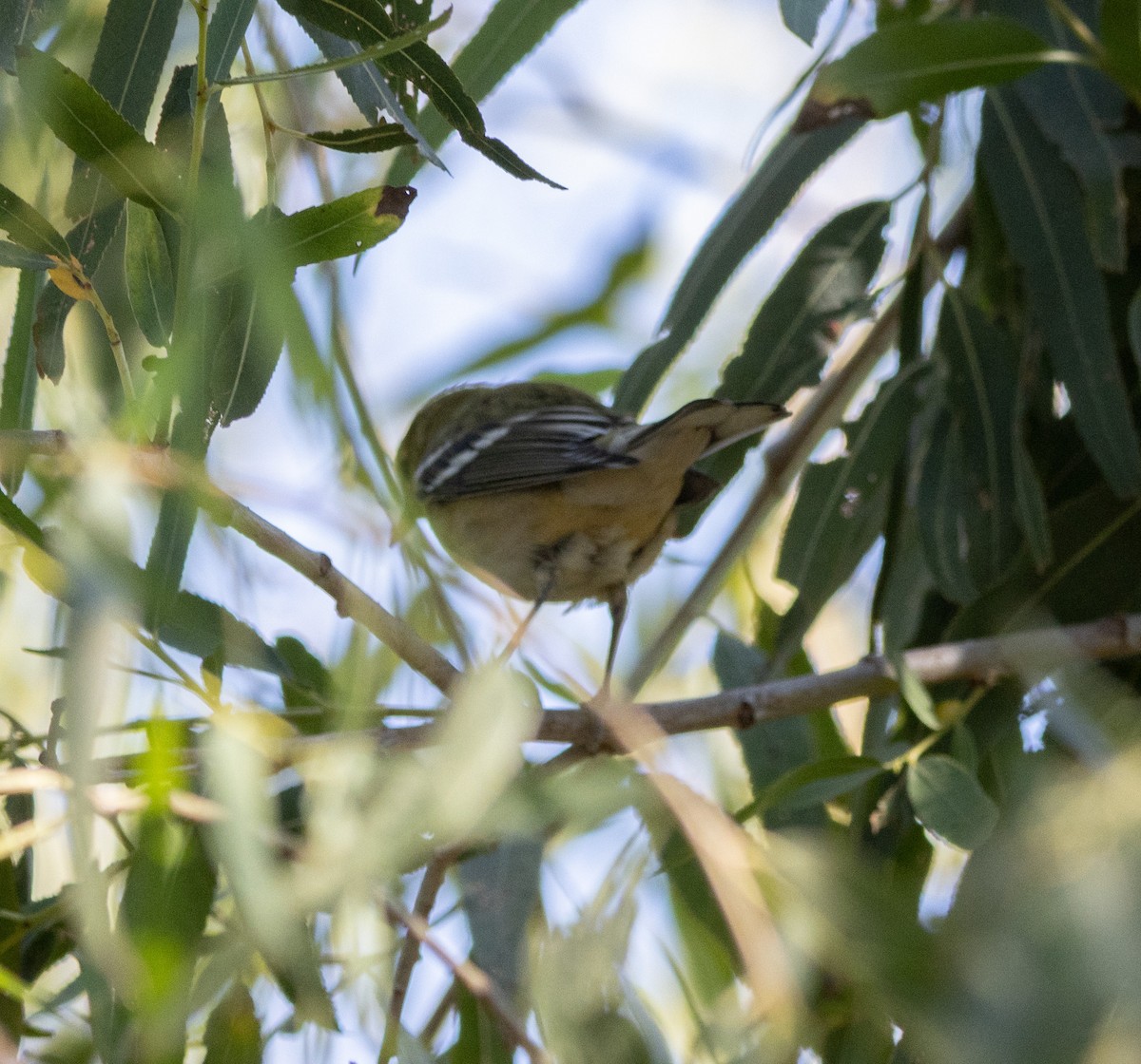 Bay-breasted Warbler - ML644685836