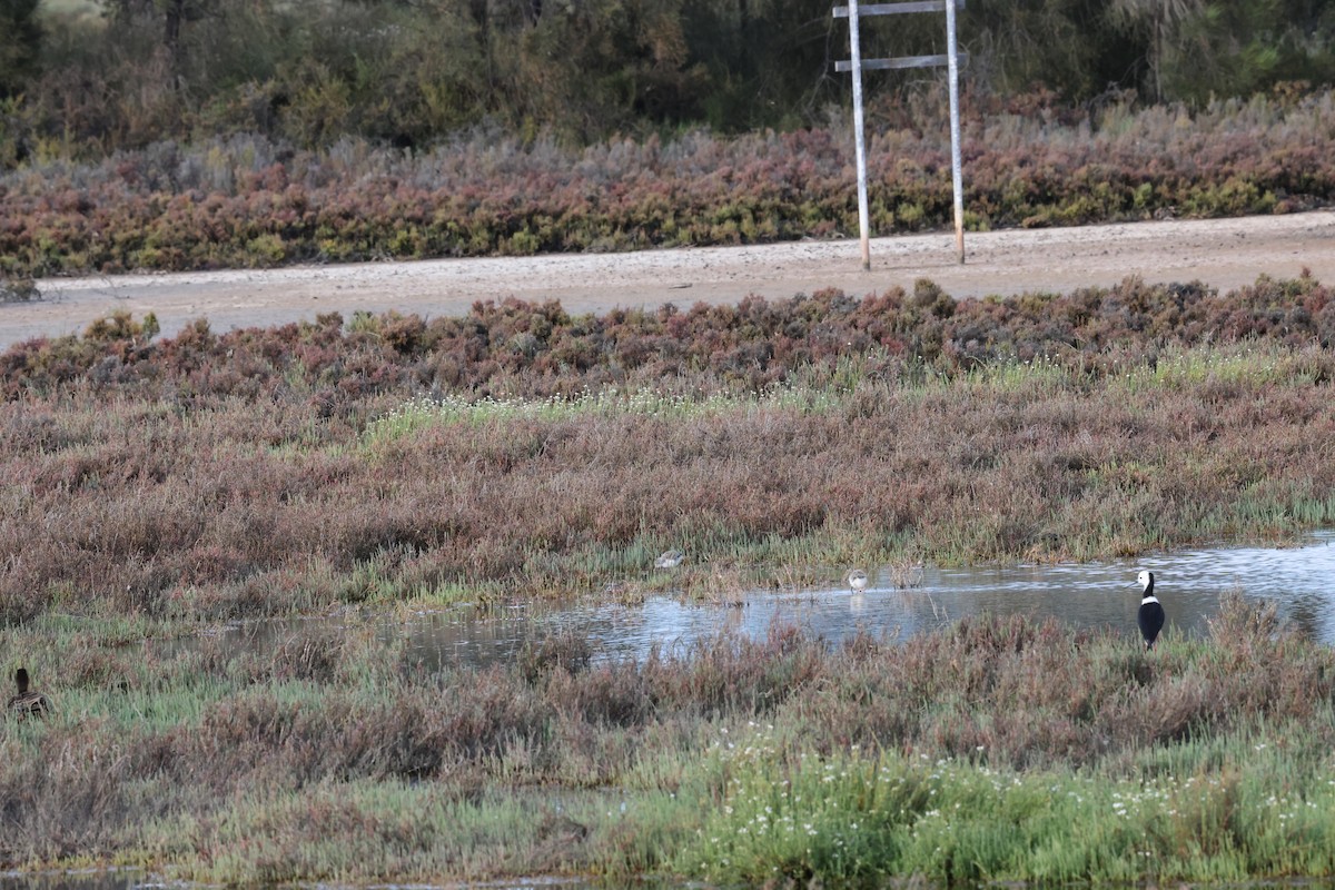 Австралийский ходулочник - ML644685842