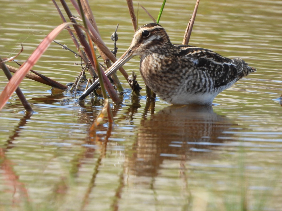 アメリカタシギ - ML644685843
