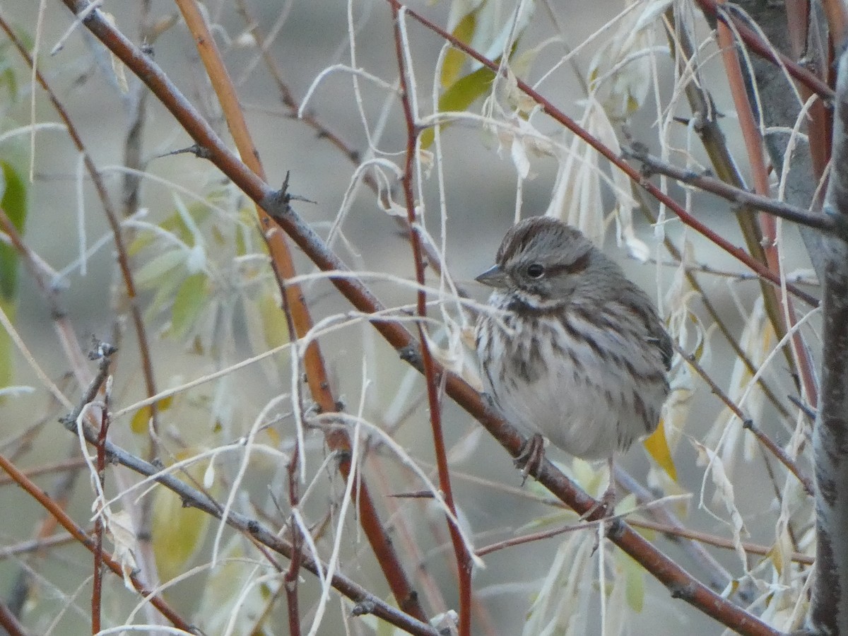 Song Sparrow - ML644685844