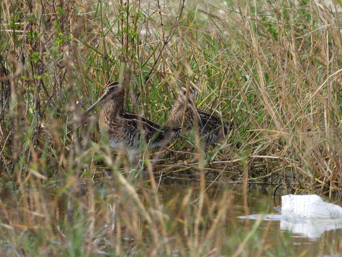 アメリカタシギ - ML644685845