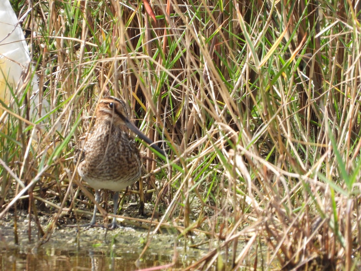 アメリカタシギ - ML644685846