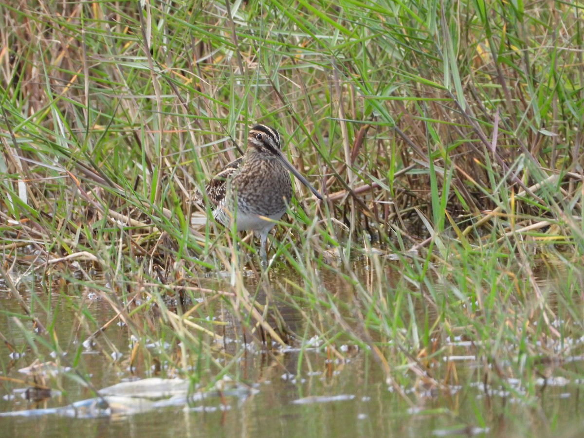 アメリカタシギ - ML644685847