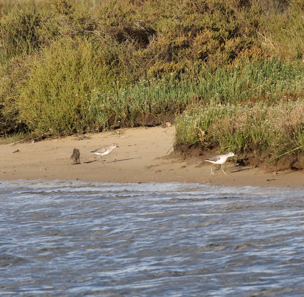 Marsh Sandpiper - ML644685848