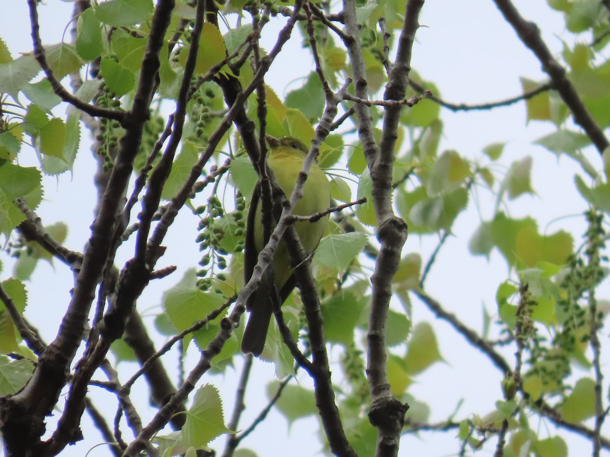 Piranga Escarlata - ML644685850
